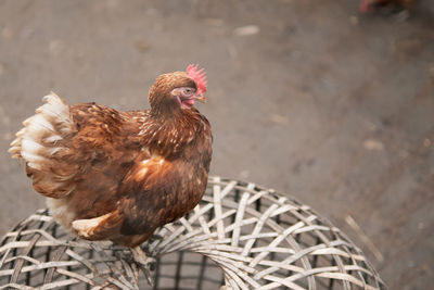 Close-up of rooster