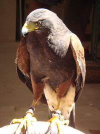 Close-up of an animal