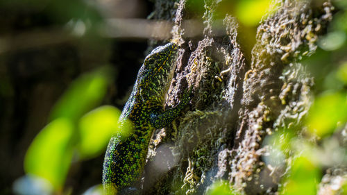 Close-up of caterpillar on tree