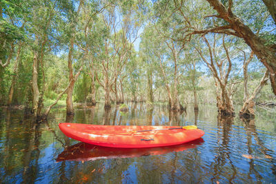 Boat floating on water in forest