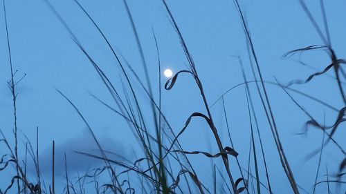 Low angle view of moon against clear sky