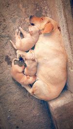 High angle view of dog sleeping