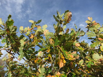 Low angle view of plants against sky