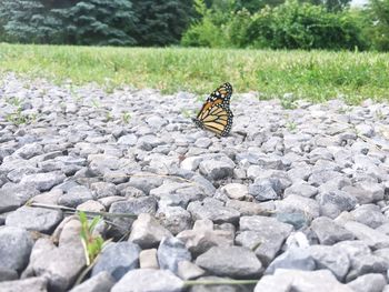 Close-up of butterfly perching on leaf