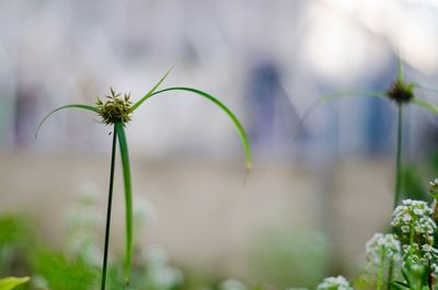 Close-up of plant