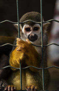 Primate in a zoo