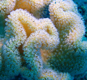 Full frame shot of coral plants
