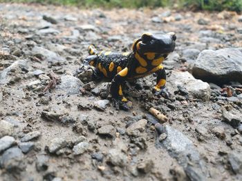 Close-up of insect on rock