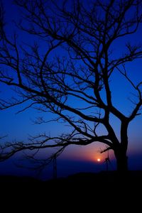 Silhouette of trees at sunset