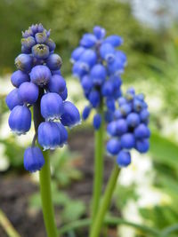 Close-up of fresh purple flowers in field