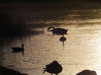 Silhouette swans swimming on lake during sunset