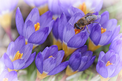 Close-up of honey bee pollinating on purple crocus