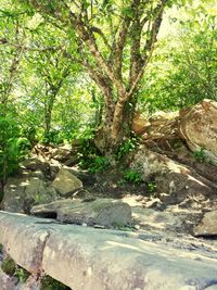 Trees growing in forest