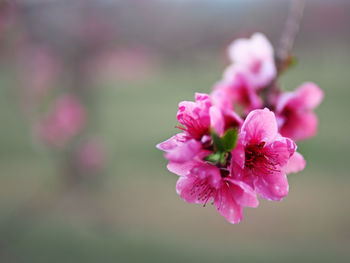 Close-up of pink flowering plant