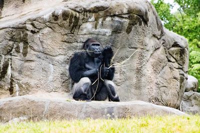 Man sitting on rock at zoo