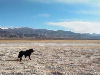 Dog on landscape against mountain range