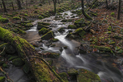 Stream flowing through rocks in forest