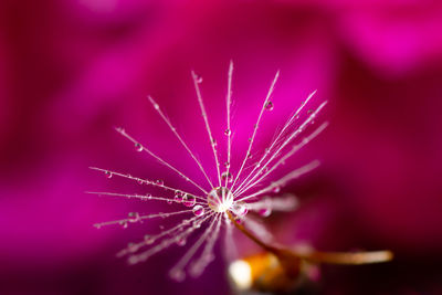 Close-up of pink flower