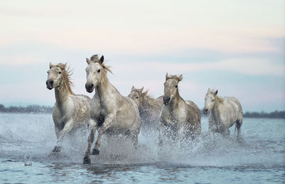 Flock of sheep running in water