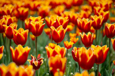 Close-up of orange tulips on field