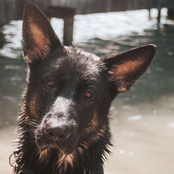 Close-up portrait of a dog