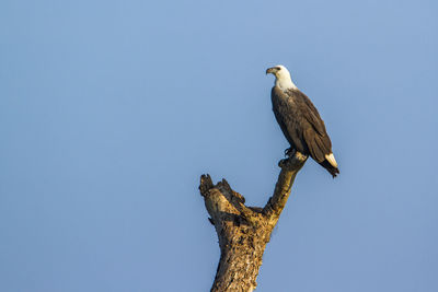 Bird perching on a tree