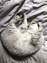 High angle view of cat sleeping on bed