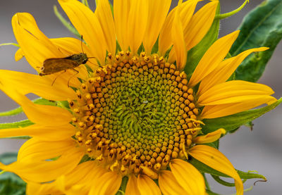 Close-up of insect on sunflower