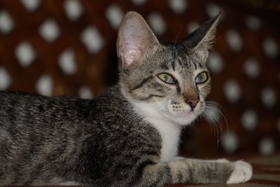 Close-up portrait of a cat looking away