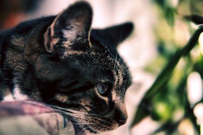 Close-up of cat on sofa looking away