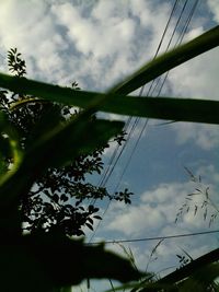 Low angle view of bird flying against sky