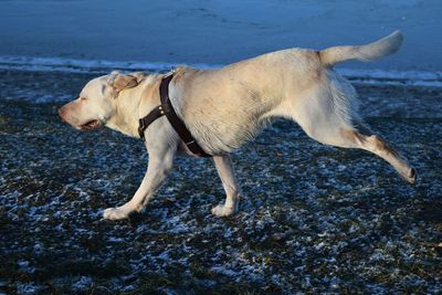 Dog standing on beach