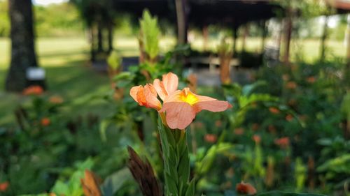 Close-up of orange flowering plant