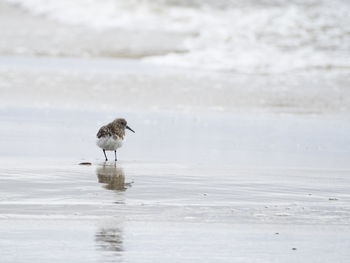 Bird drinking water on beach