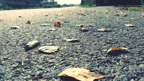 Fallen leaves on ground