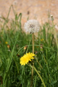 Close-up of dandelion flower on field