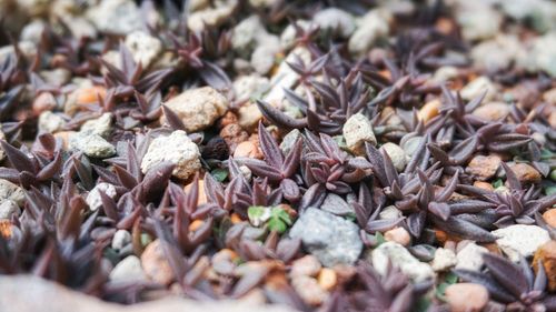 Full frame shot of dried leaves