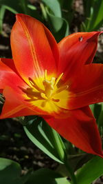 Close-up of red flower