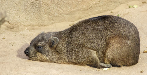 Close-up of hyrax on rock formation at zoo