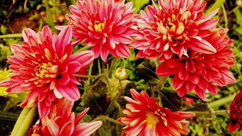 Close-up of red dahlia flowers