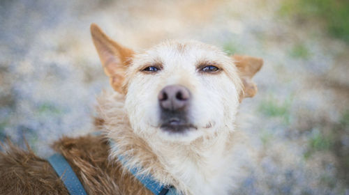 Close-up portrait of dog