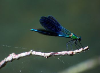 Close-up of dragonfly on twig during sunny day