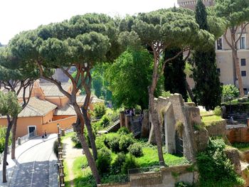 High angle view of trees and plants outside building