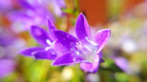 Close-up of purple flowers blooming