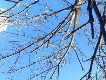 Low angle view of bare trees against blue sky
