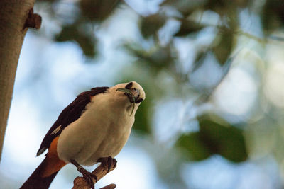 White-headed buffalo weaver, dinemellia dinemelli, bird is small with a white head 