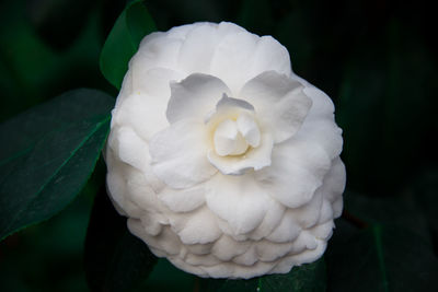Close-up of white rose flower
