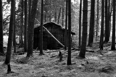 Abandoned trees in forest