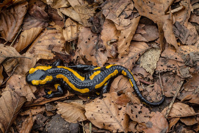 Close-up of yellow lizard