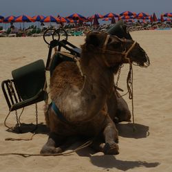 Close-up of horse on beach against sky